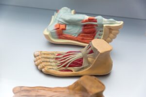 Conheça quais são os músculos do calcanhar